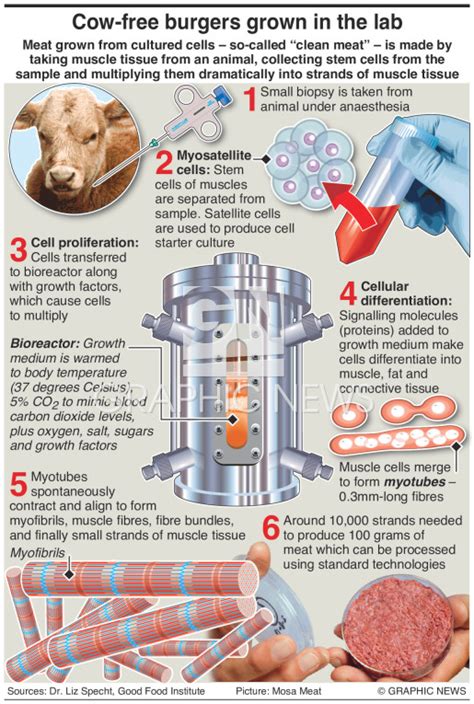 Science Meat Grown In Labs Infographic