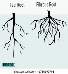 Taproot Fibrous Roots Flat Style Illustration Stock Vector Royalty