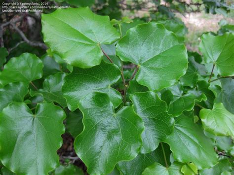 In my case, the memorable occasion took place at a local arboretum in early spring. PlantFiles Pictures: Cercis Species, Mexican Redbud ...