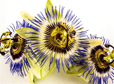 Blue Passion Flowers In Vase Stock Photo Image Of Closeup Flower