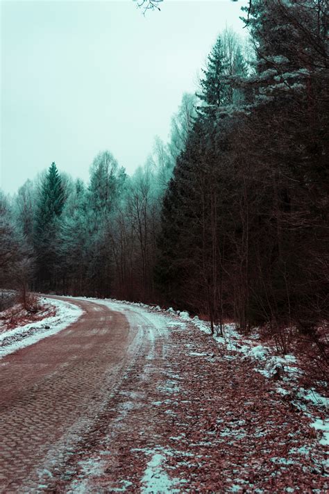 Gratis Billeder Vinter Træ Naturlige Landskab Sne Vej Naturligt