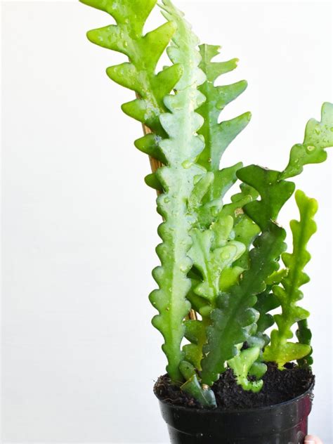 How to Care for Your Fishbone Cactus in 2021 | House plant care