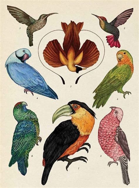 Pin By Patsy Gelb On Naturalist Exotic Birds Animal Art Nature