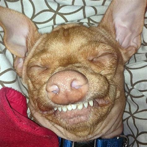 Pin By Kat Rin On Funny Animals Ugly Dogs Cute Funny Animals Funny