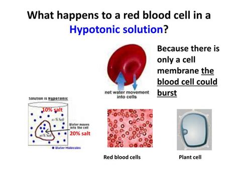 What happens to animal cell in hypotonic solution. PPT - Watch the animation, then state the process being ...