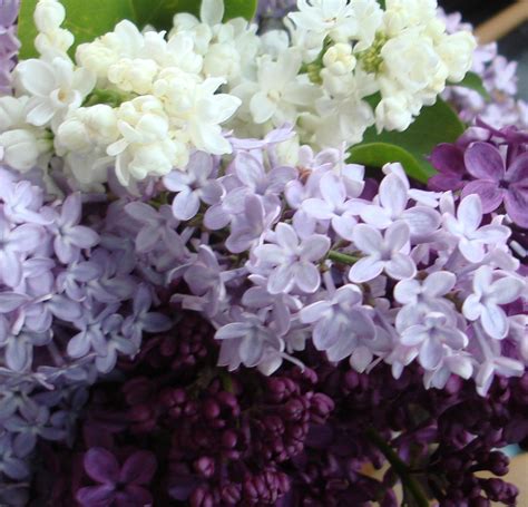 Colors Of Lilacs Lilac Blossom Color