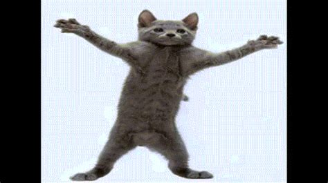 Livelaughlove Dancing Cat Funny Cats Cat Pics