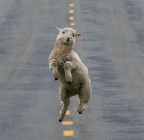 28 Animals Who Have Better Dance Moves Than You