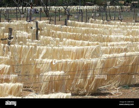 Sisal Factory Fibers Of Plant Are Decorticated Washed And Dried In