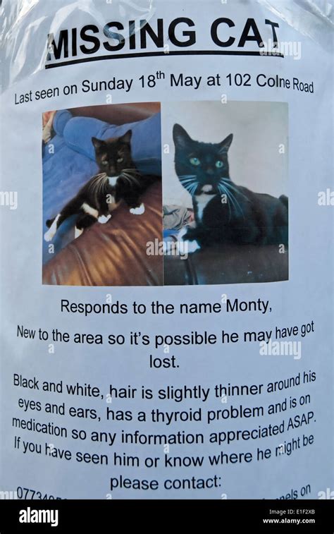 Lost Cat Notice Hi Res Stock Photography And Images Alamy