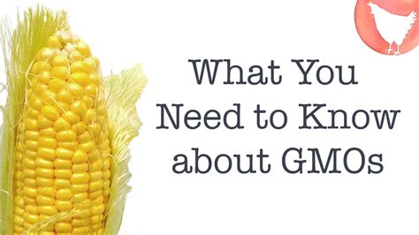 What You Need To Know About Gmos Youtube