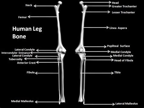 Manash Subhaditya Edusoft Human Skeleton System Boney