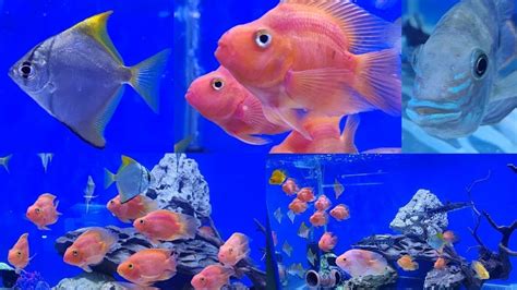 Parrot Fish Cat Fish Mono Angel Fish Tank At Pyramid Aquarium Fish