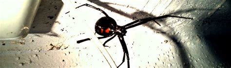 Definately my go to for pest control. AMA Exterminating | Tucson Exterminator - Pest Control ...