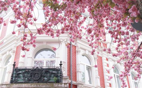 Pink Blossoms Against White And Pink House
