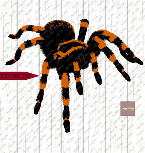 Tarantula Svg Png Dxf Spider Cut File Tarantula Clipart Cricut Etsy