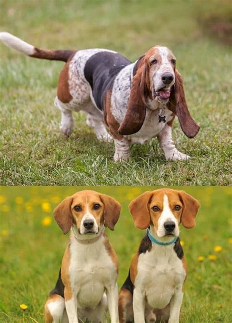 Beagle/basset hound mix basset hound mix, hound puppies, beagle mix, bassett. 20 Difference between Basset Hound and Beagle