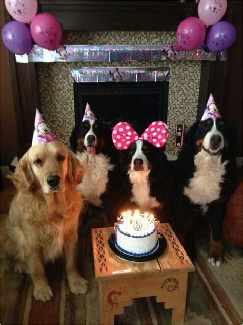 Newfie Birthday Meme Best 25 Happy Birthday Dog Meme Ideas On Pinterest