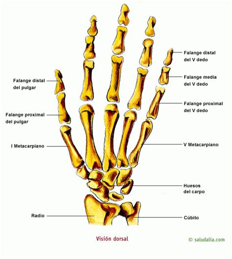 Huesos De La Mano Hueso De La Mano Esqueleto Humano Huesos Anatomia