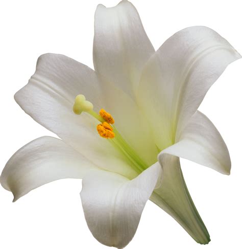 Easter White Lilies Transparent Image Png Arts