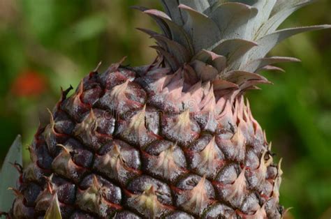 Flowering Pineapple Plant With A Young Pineapple Stock Image Image