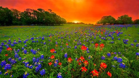 1080p Free Download Texas Bluebonnets At Sunset Fiery Sunset