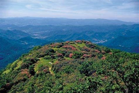 Appalachian Mountains Plant And Animal Life