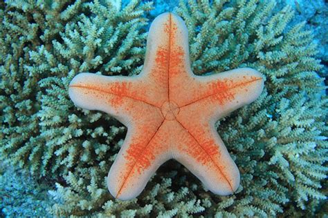 Starfish Animal Facts For Kids Characteristics And Pictures
