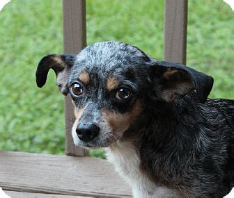 33:05 pets arena recommended for you. Blue | Adopted Dog | Yadkinville, NC | Blue Heeler/Feist Mix