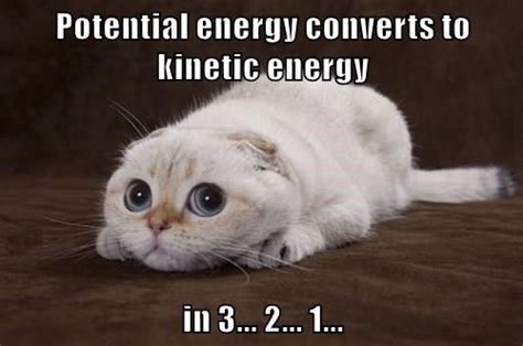 Potential Energy Converts To Kinetic Energy In 3 2 1 Funny Cat