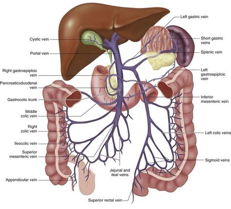 Venous Anatomy Of The Abdomen And Pelvis Radiology Key