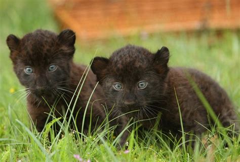 Black Panther Animal Cubs Black Panther Cubs Animals