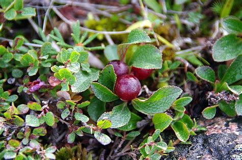 The Blog Bog Of The Tundra Are These Bearberries