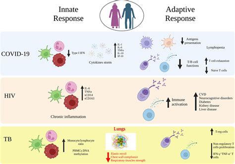 Frontiers Impact Of Aging On Immunity In The Context Of Covid 19 Hiv