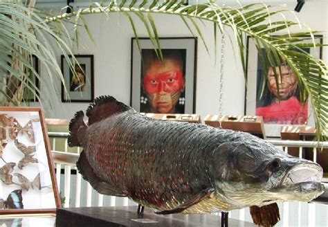 What Is Arapaima Animal Media Foundation