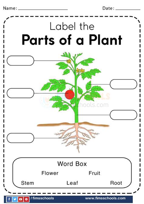 Parts Of A Plant Worksheets