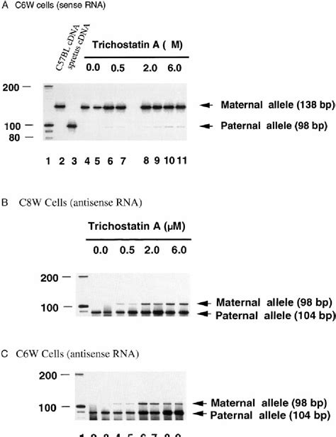 Figure 3 From Allele Specific Histone Acetylation Accompanies Genomic