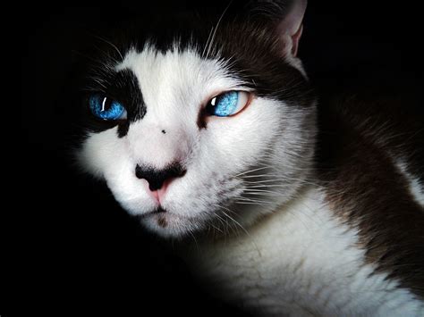 White And Brown Cat With Blue Eyes Hd Wallpaper Wallpaper Flare