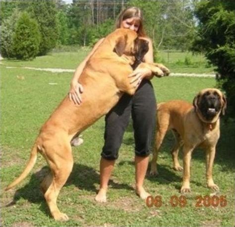 Huge Dogs 19 Pics