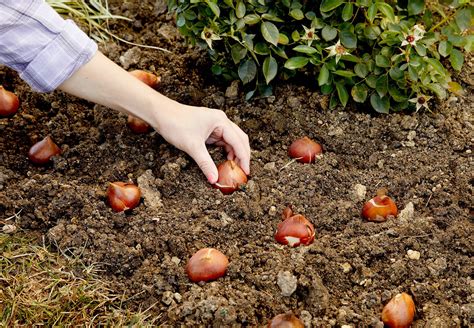 How To Plant Spring Bulbs In Fall For Glorious Blooms Next Year Fall