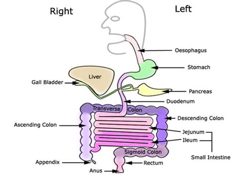 Anatomy anatomy the liver is the largest organ in the abdominal cavity and the most complex. Hepatocellular carcinoma (liver cancer) information | myVMC