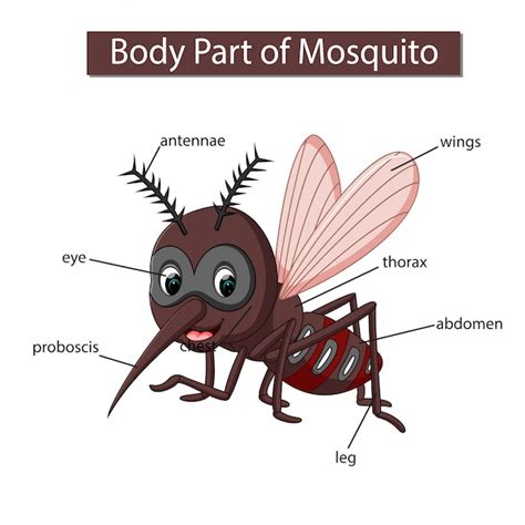 Premium Vector Diagram Showing Body Part Of Mosquito