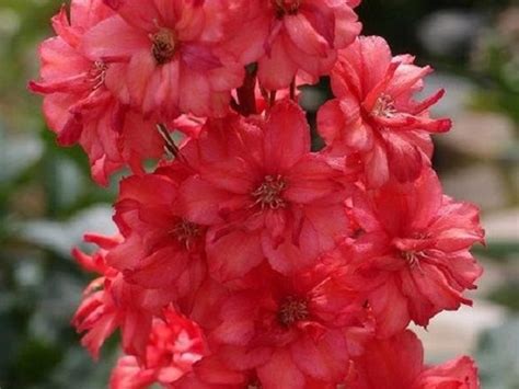 At farmgirl flowers, protea have proven to be workhorses, as they can be placed at the front of a bouquet to prevent other stems from being damaged during delivery. 25 rosso Delphinium duratura / perenni / semi di fiori ...