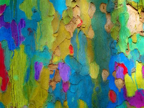 Free Images Tree Abstract Structure Texture Bark Color Colorful