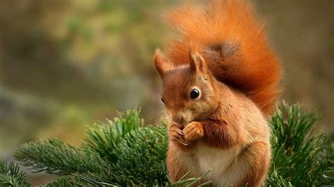 Cute Animals Wallpapers (68+ background pictures)