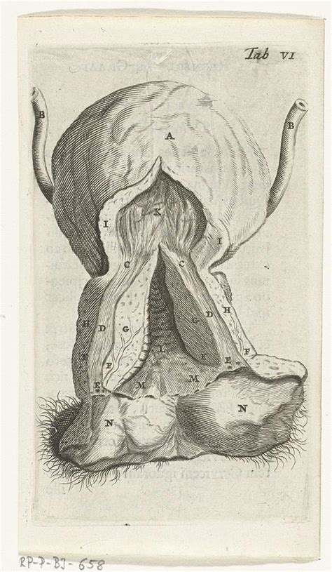 Medical Vintage Drawing Female Reproductive Organs Anatomy Drawing By Muirhead Gallery Pixels