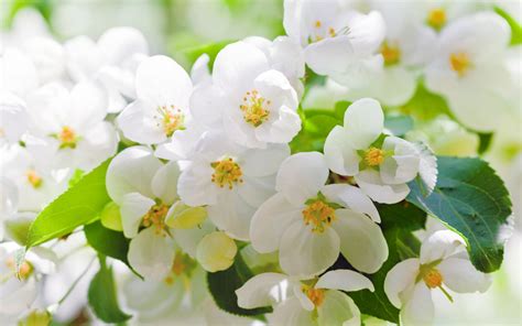 Hd Cherry Blossoms Flowers White Petals Leaves Branches Trees Spring Hd