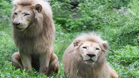 Rare White Lion Euthanized At Ohio Zoo Abc News