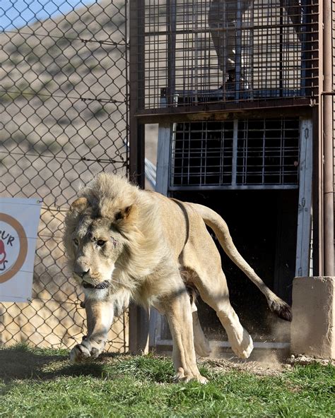 Five Of Seven Lions Rescued From Romania That Were Being Used For