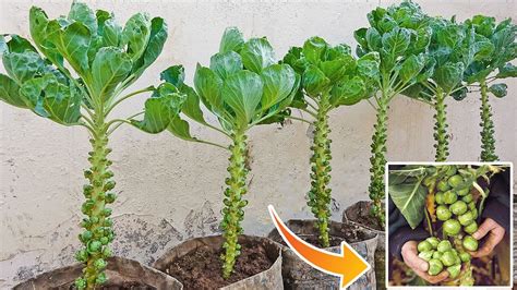 How To Grow Brussels Sprouts For Beginners Youtube